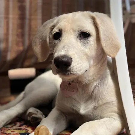 Aloe Ranch Elba 4* Cavo