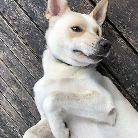 Aloe Ranch Elba Alojamento de Acomodação e Pequeno-almoço Cavo