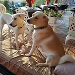 Aloe Ranch Elba Bed & Breakfast Cavo
